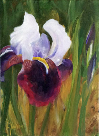 purple iris
